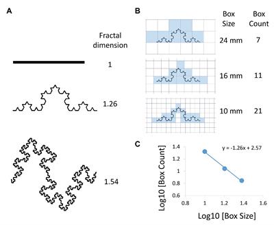 Fractal Analysis of Lung Structure in Chronic Obstructive Pulmonary Disease